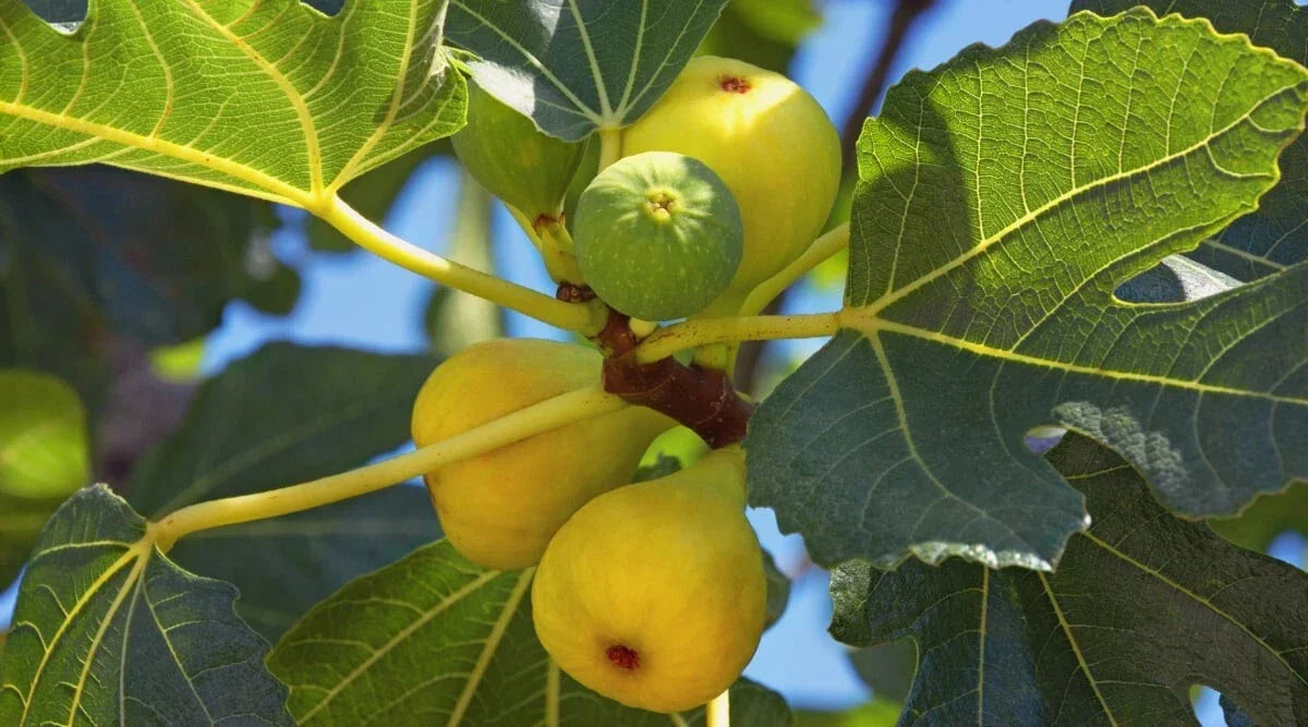 Yellow Long Neck Fig Seeds - 100+ Count - Ficus carica - Non-GMO - USA Grown - Sweet Flavor for Garden Planting