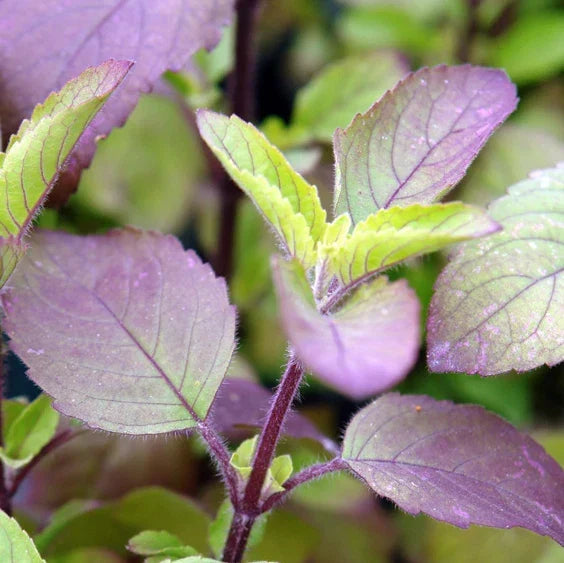 Red Leaf Holy Basil Seeds - Ocimum Sanctum Tenuiflorum Tulasi - Non-GMO Culinary Herb Seeds for Home Garden Planting