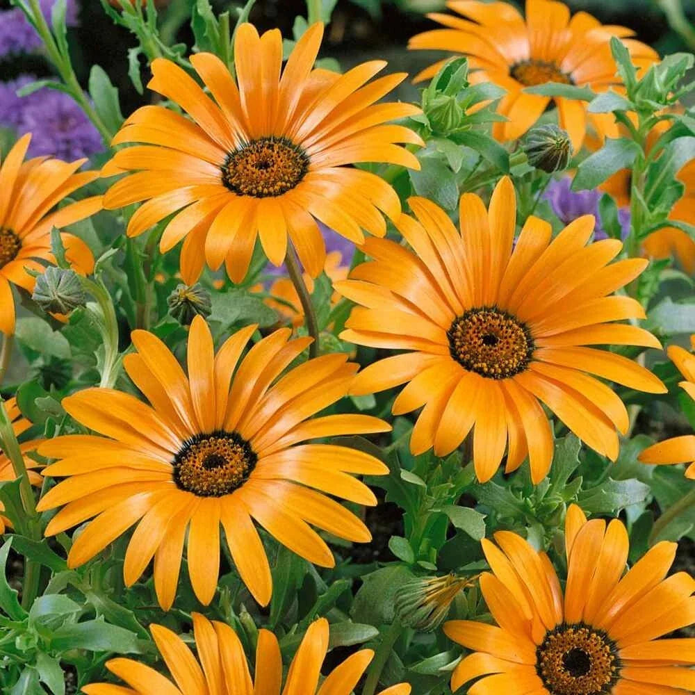 African Daisy Seeds 50 Count - Orange Dimorphotheca Sinuata Annual Flower for Garden & Patio Decor