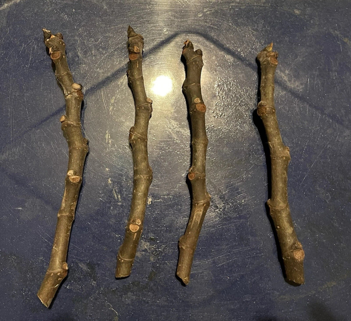 Adriatic Fig Cuttings 4-6" | White Cup Fig | Ficus carica 'Adriatica' | Ideal for Planting & Propagation