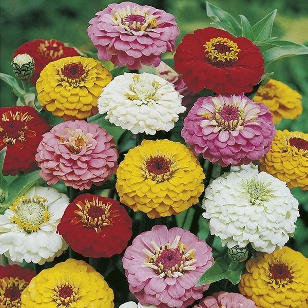 Oklahoma Mix Zinnia Seeds - 50 Pack Colorful Annual Flower Seeds - Zinnia elegans - Attracts Butterflies & Pollinators
