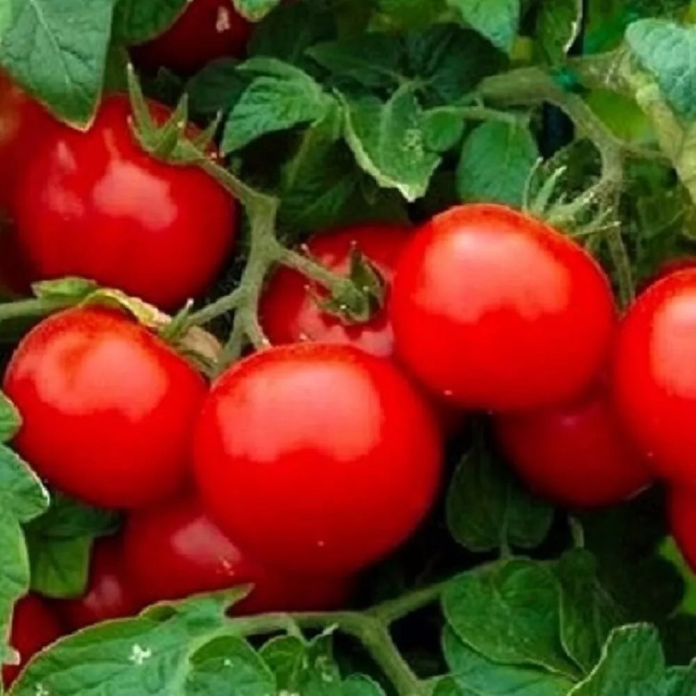 Cherry Tomato Seeds | Non-GMO Heirloom Variety | Solanum lycopersicum | Compact Growth for Garden & Containers