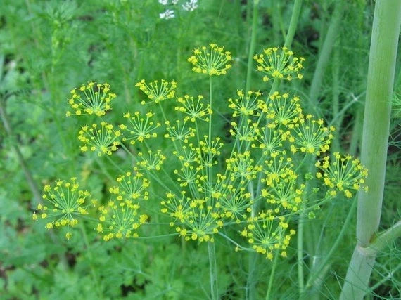 Bouquet Dill Herb Seeds - 250+ Premium Seeds - Anethum graveolens - Culinary Garden Planting