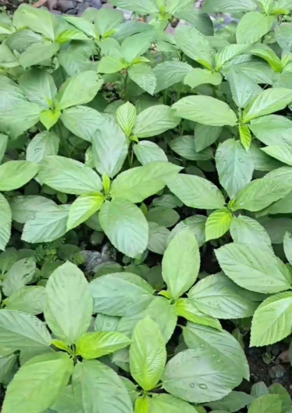 Egyptian Spinach Seeds 200+ Saluyot Corchorus olitorius Non-GMO with Free Green Eggplant Seeds for Gardening