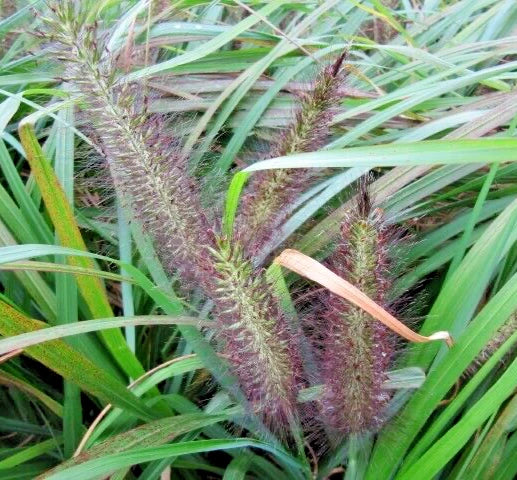 Black Fountain Grass Bare Roots, Variegated Green Pennisetum Alopecuroides var. Viridescens, Ornamental Plant for Landscaping