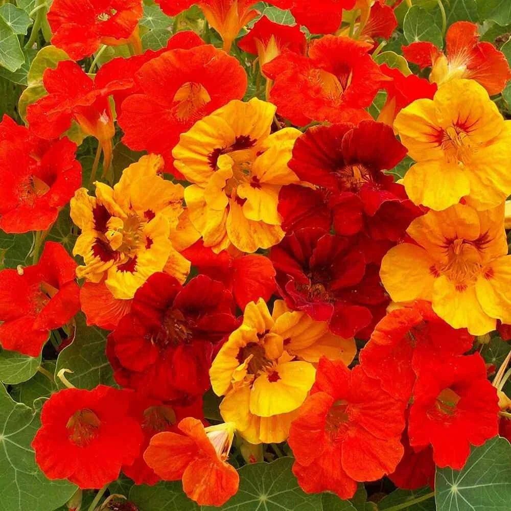 Nasturtium Seeds 40 Count Jewel Mix Tropaeolum Majus Colorful Annual Flower Garden Planting Seeds for Easy Gardening