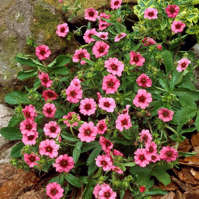 Potentilla Seeds 5000 Count - Bright Pink Flowers with Red Centers - Herbaceous Perennial - Potentilla fruticosa