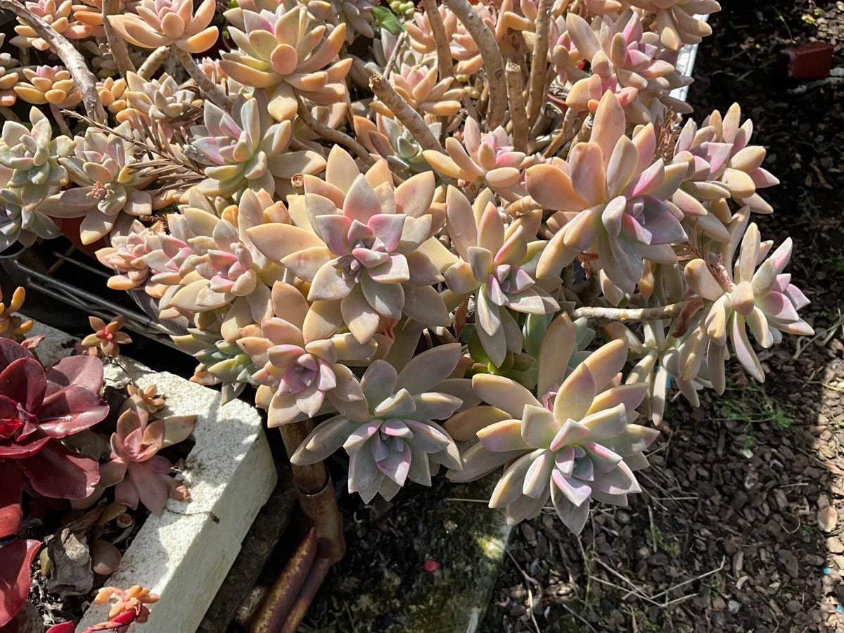 Graptopetalum Paraguayense Ghost Plant Succulent Cuttings - 3 Healthy Cuttings for Easy Propagation and Gardening