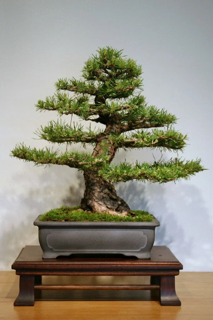Scotch Pine Seeds 50 Count, Pinus sylvestris, Evergreen Conifer Tree Seeds for Planting, Ideal for Landscaping and Reforestation