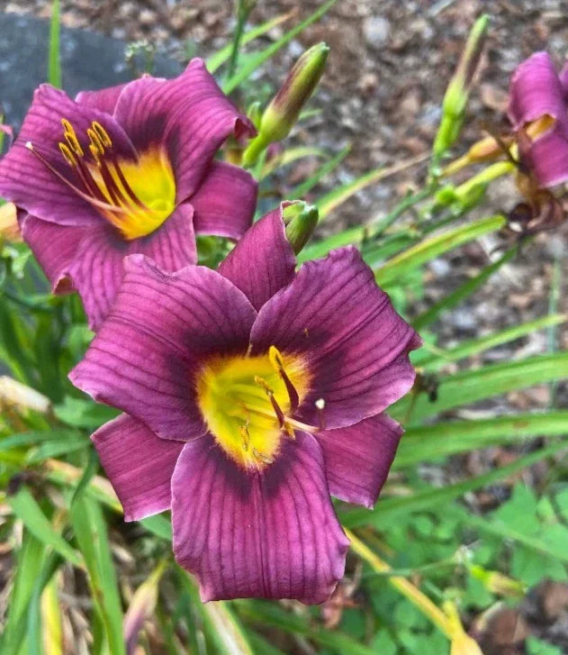 Daylily Bareroot Plant - Hemerocallis 'Grape Magic' - Purple Flowers - Perennial Garden Plant - Attracts Pollinators