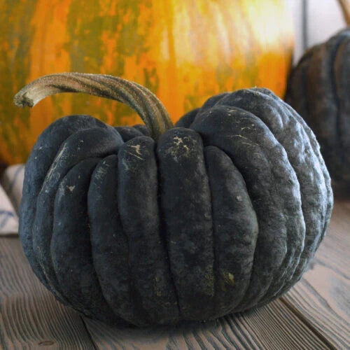 Yokohama Squash Seeds - 25+ Heirloom Vegetable Seeds - Cucurbita maxima - Non-GMO Garden Planting