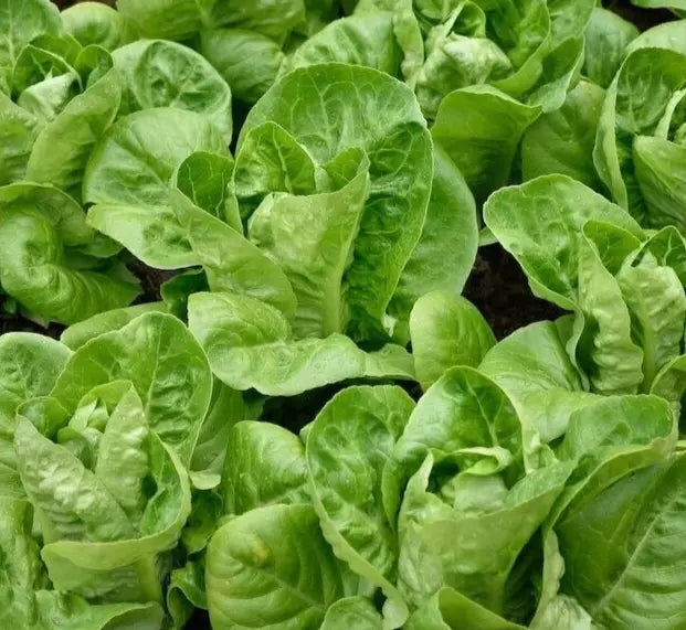 Little Gem Lettuce Seeds 1000+ Butterhead Green Salad Garden (Lactuca sativa) - Non-GMO, Easy to Grow, Compact Variety