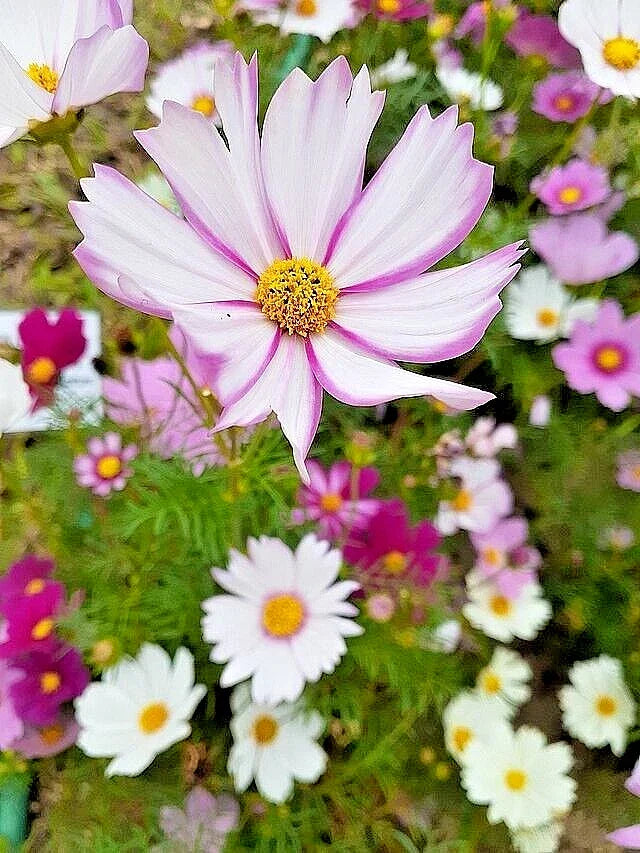 Cosmos Seeds Mix - 100 Seeds - Single Double Seashell & Striped - Cosmos bipinnatus - Colorful Pollinator-Friendly Blooms