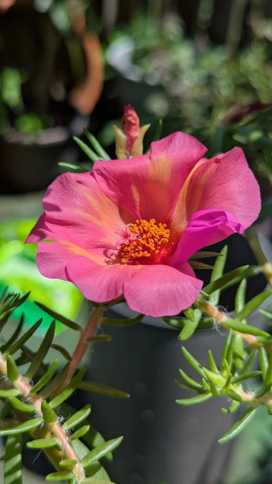 Jumbo Portulaca Cuttings - 5 Unrooted 'Samba' Magenta Orange Splash - Portulaca grandiflora - Flowering Succulent Plant