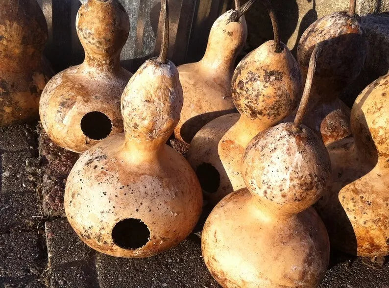 50 Heirloom Martin Birdhouse Gourd Seeds, Non-GMO, Lagenaria siceraria, Ideal for Birdhouses, Free Shipping