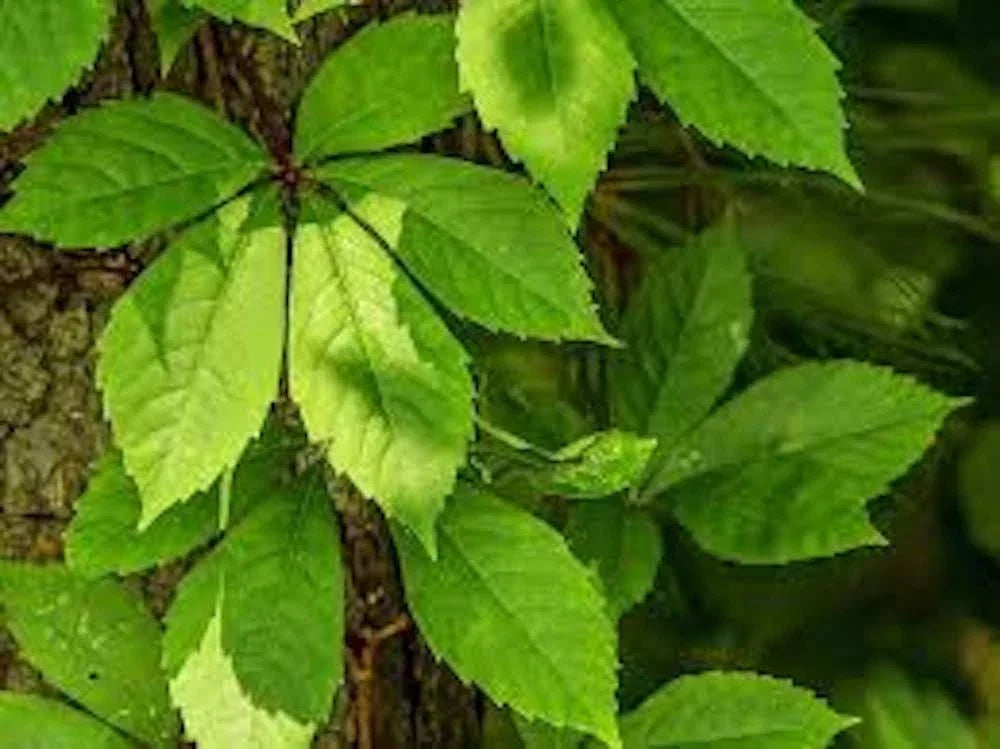 Virginia Creeper Plants - 3 Bare Roots - Fast-Growing Native Vine with Red Foliage - Parthenocissus quinquefolia