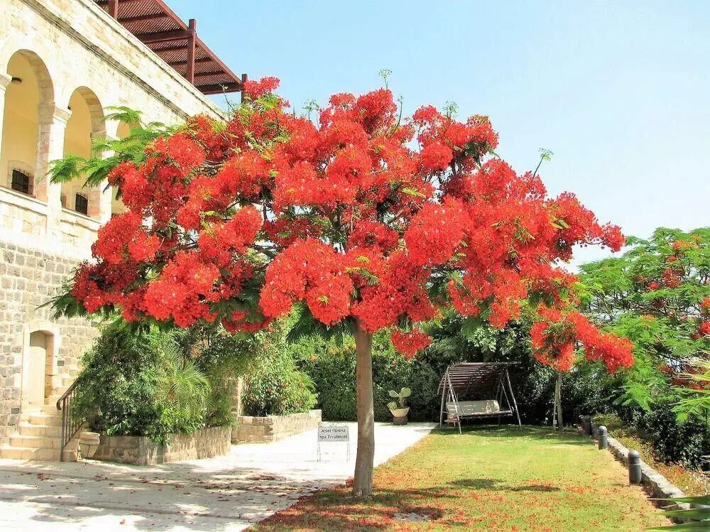 Royal Poinciana Tree Seeds - 10 Pack - Delonix Regia - Red Flame Flamboyant Flower Seeds - Tropical Garden Essential