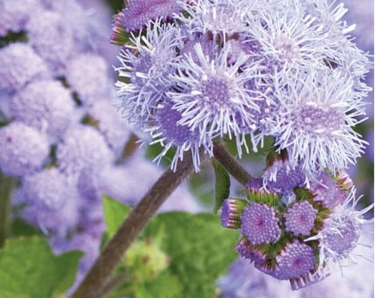 Ageratum Flower Seeds, 1,000 Seeds, Blue Planet Variety, Ageratum houstonianum, Compact Blooms for Garden & Containers