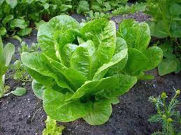 Butterhead Lettuce Seeds, 500 Non-GMO Heirloom Buttercrunch, Organic Vegetable, Lactuca sativa - Perfect for Home Gardening