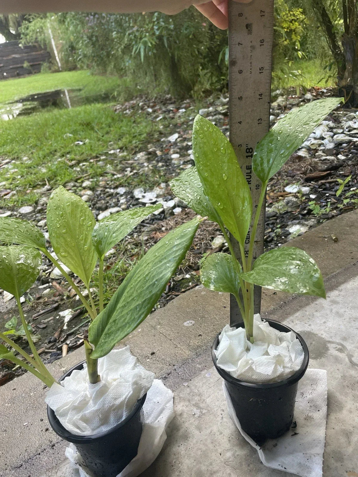 Live Starter Plant 14” Potted Krachai (Finger Root) - Boesenbergia rotunda - Tropical Culinary Herb for Gardens and Indoors