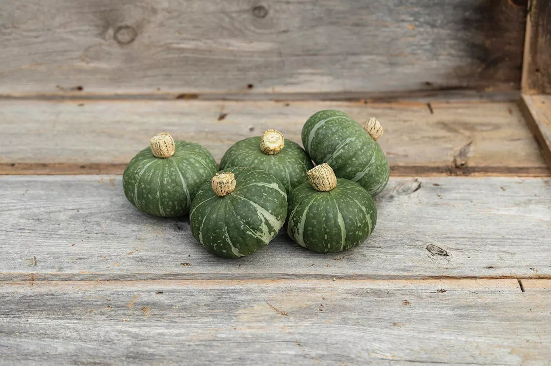 Kabocha Squash Seeds - 10 Sweet Jade Dwarf Variety - Cucurbita maxima - Easy to Grow, Non-GMO, Compact for Small Gardens