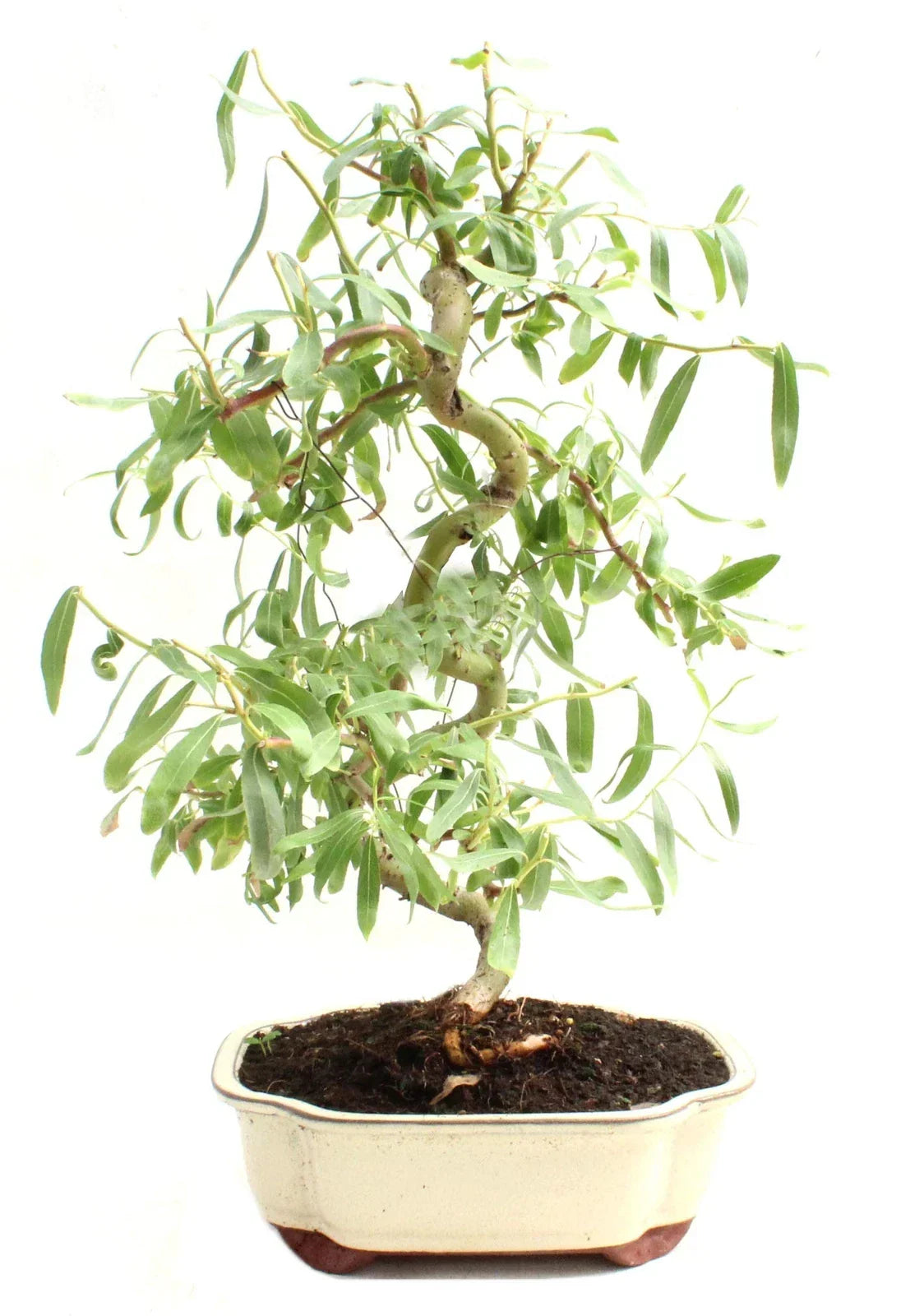 Bonsai Cutting - Dwarf Japanese Curly Willow - Fast Growing - Salix Matsudana 'Tortuosa' - Unique Curly Branches