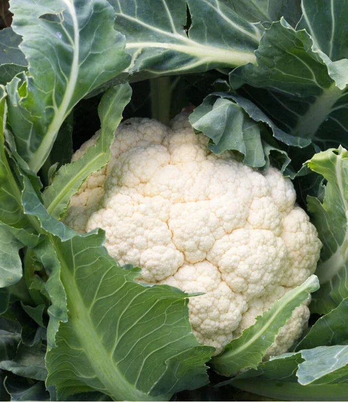 Cauliflower Seeds 200+ Pack Snowball Self Blanching Brassica oleracea Non-GMO Heirloom for Home Garden Vegetable Planting