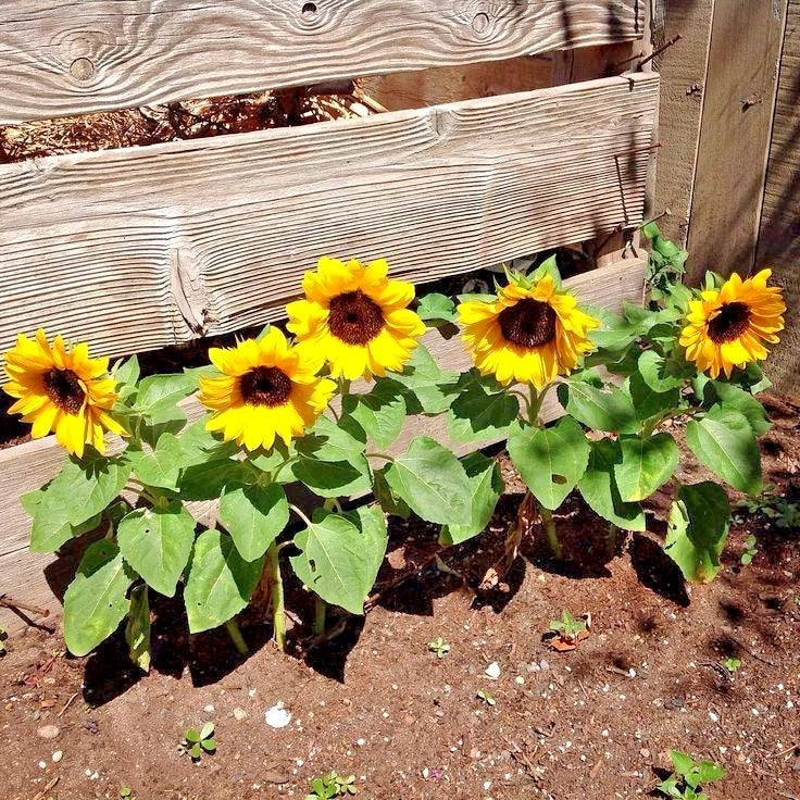 Dwarf Sunflower Seeds - 50+ Pack - Sunspot Variety - Helianthus annuus 'Sunspot' - Annual Wildflower for Containers