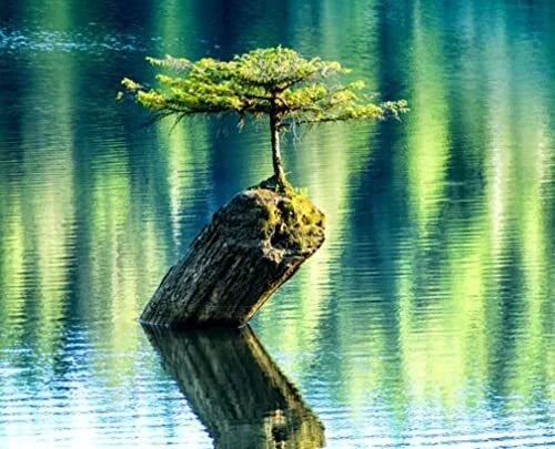 Balsam Fir Bonsai Tree Seeds - 30 Pack - Abies balsamea - Ideal for Indoor/Outdoor Planting and Gardening