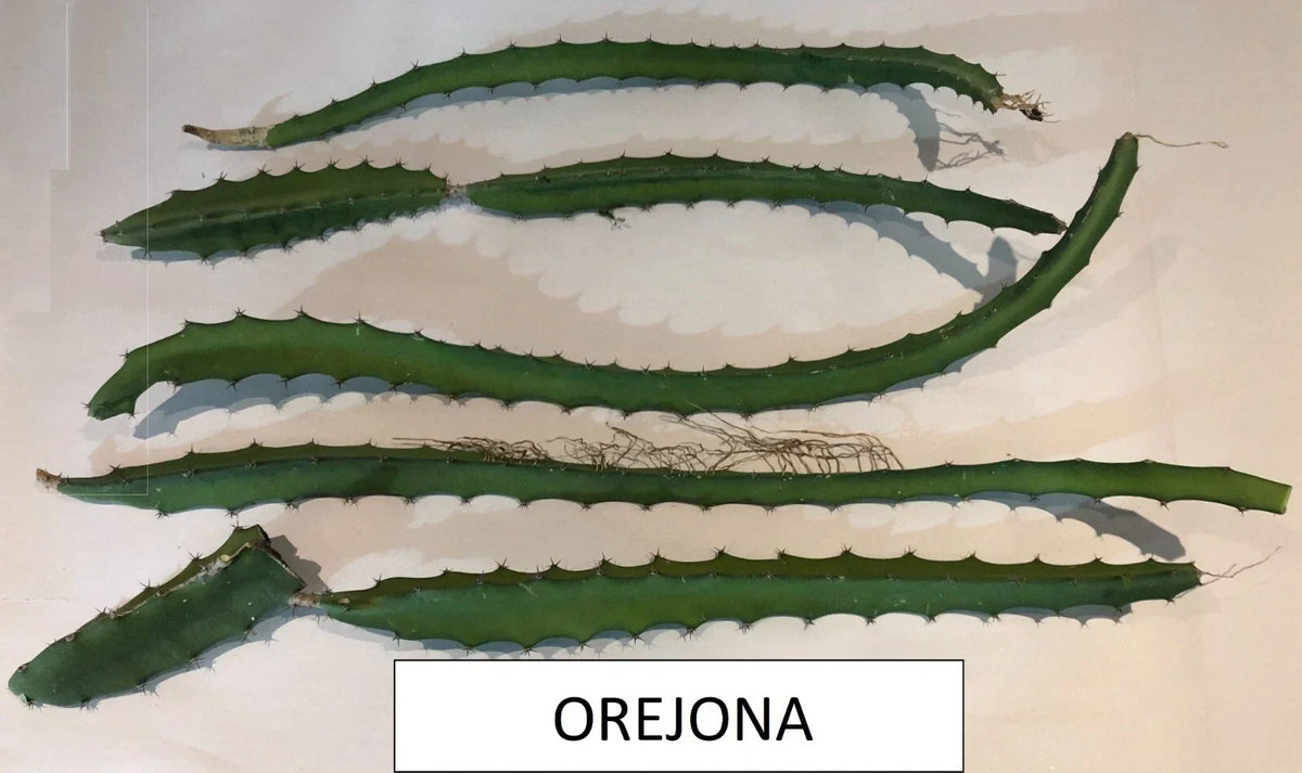 Dragon Fruit Cutting - 1 Orejona Variety - Hylocereus polyrhizus - Tropical Cactus for Home Garden