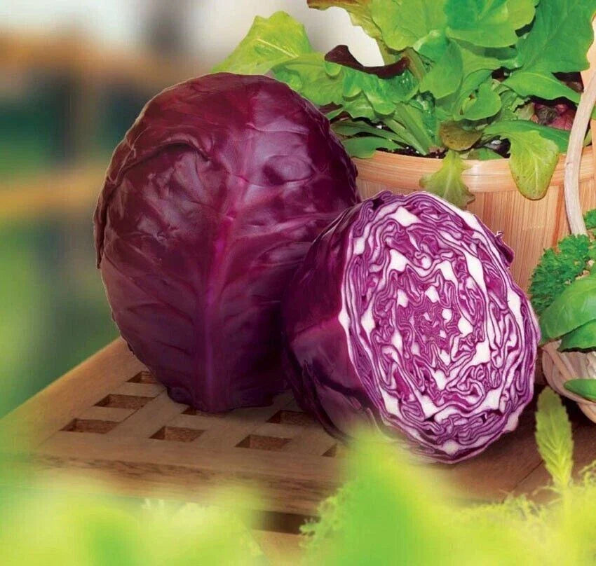 Red Acre Cabbage Seeds - Organic Heirloom - Non-GMO - 200+ Seeds - Brassica oleracea - Perfect for Home Gardens
