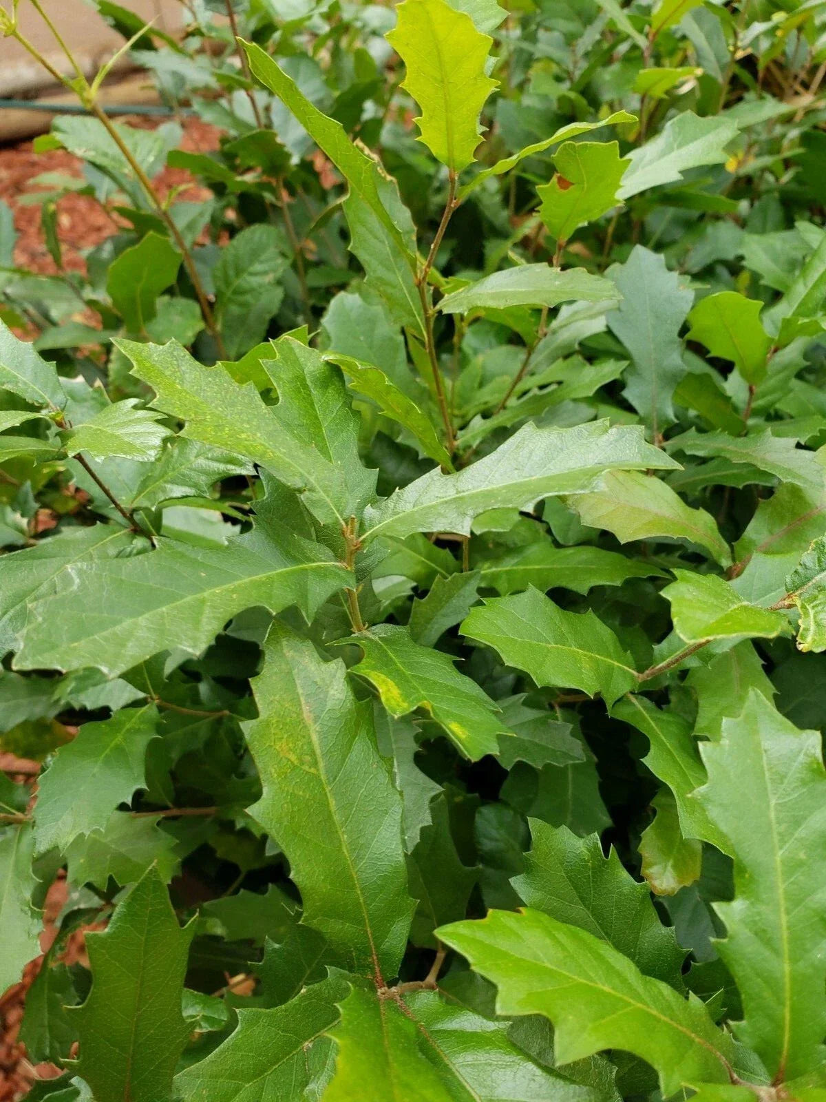 Live Quercus Ilex Seedlings - 13 Inch Mediterranean Holly Oak Saplings for Landscaping, Hardy Evergreen Trees