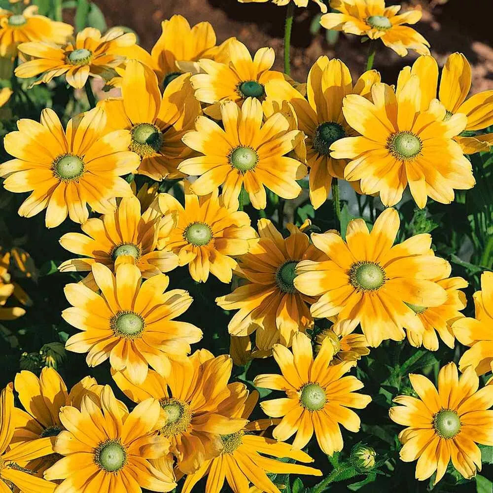 Rudbeckia Hirta Seeds - 25+ Pack - Green Eyes Wildflower Seeds - Attracts Pollinators - USA T