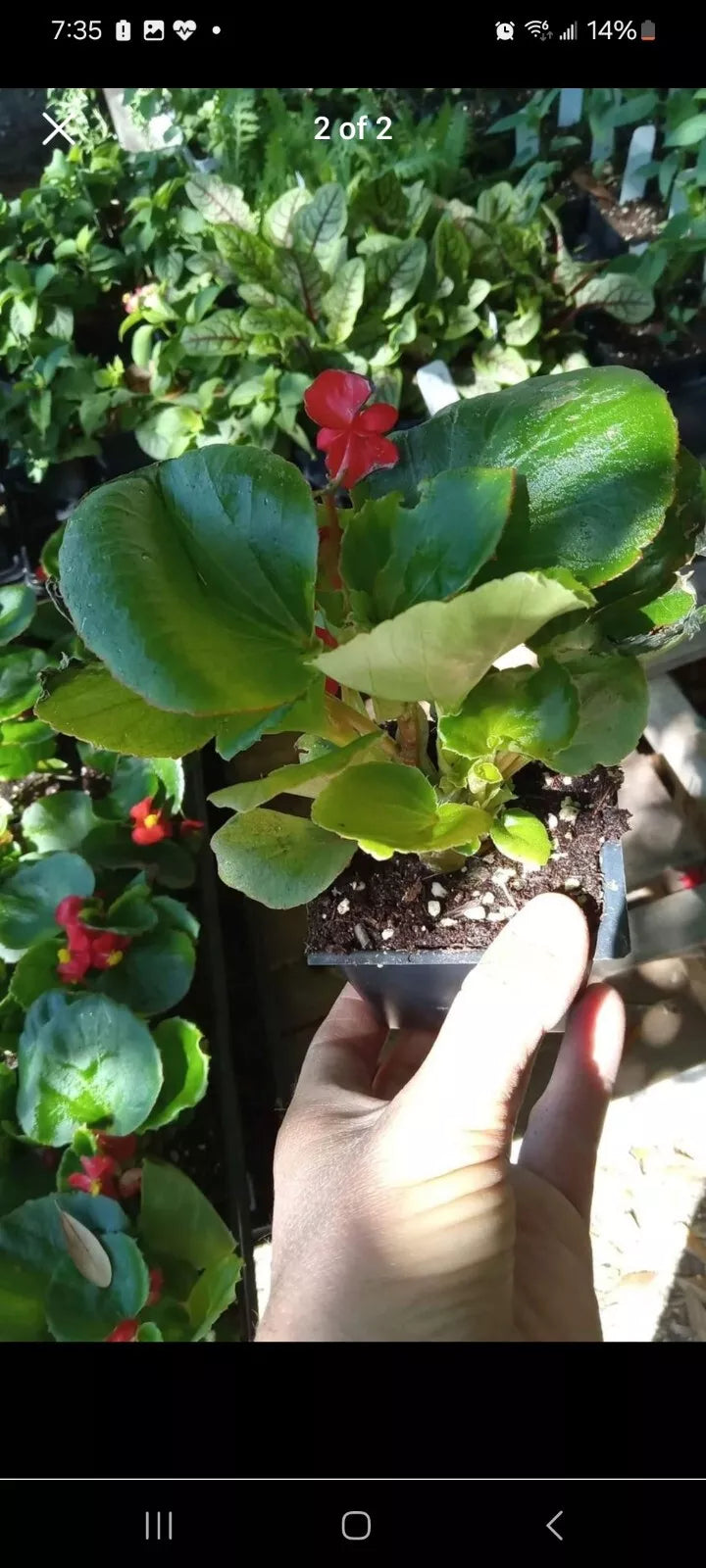 Red Dragon Wing Begonia Live Plant - 2.5 Inch Pot - Begonia x erythrophylla - Vibrant Houseplant with Unique Foliage
