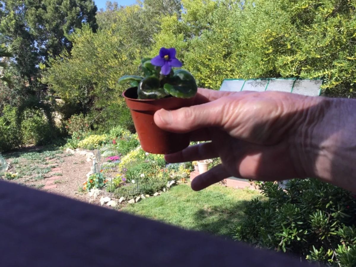 Miniature African Violet Leaf Cuttings - 8 Fresh Leaves - Saintpaulia ionantha - Indoor Gardening Propagation