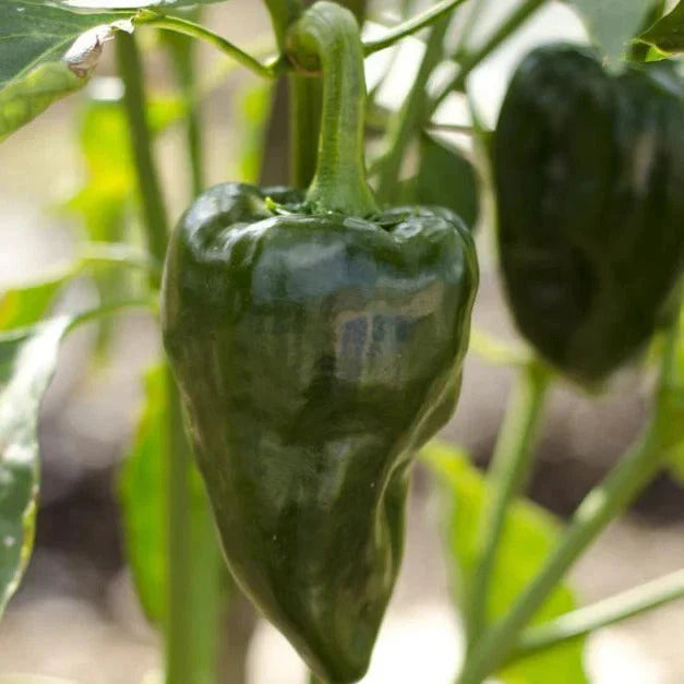 Poblano Pepper Seeds - Traditional Dark Green Variety - Mild Flavor - Capsicum annuum - Perfect for 2025 Planting