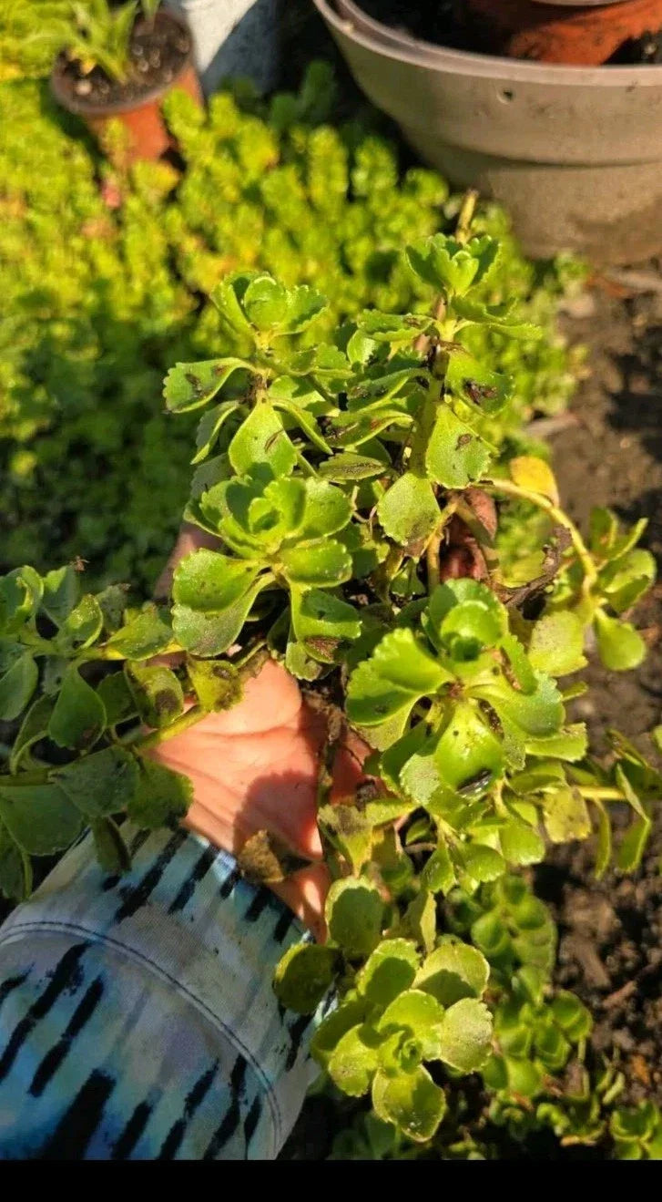Dragons Blood Stonecrop Sedum Plants - Ground Cover Succulent - Sedum spurium - Drought-Tolerant, Red Foliage