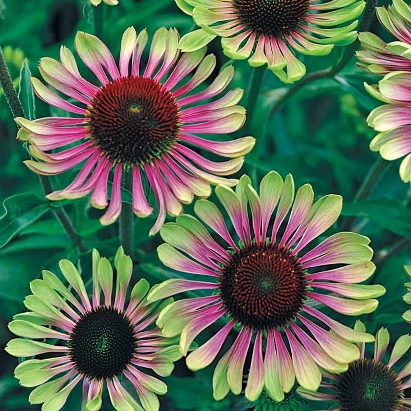 50 Green Twist Coneflower Seeds - Echinacea purpurea - Perennial Flower Seeds - USA Grown - Attracts Pollinators