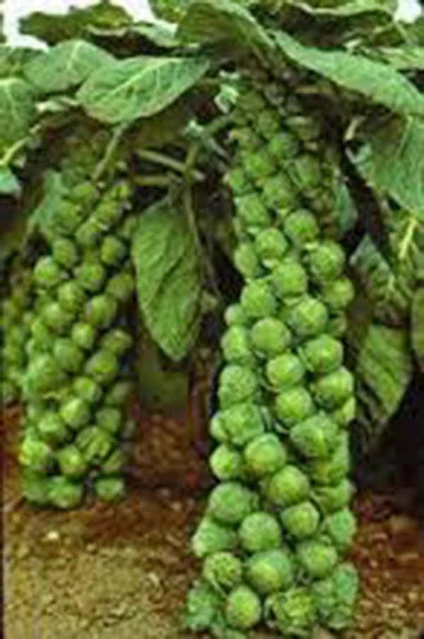 Brussels Sprout Seeds 100 Pack, Catskill Heirloom, Organic Non-GMO, Brassica oleracea var. gemmifera