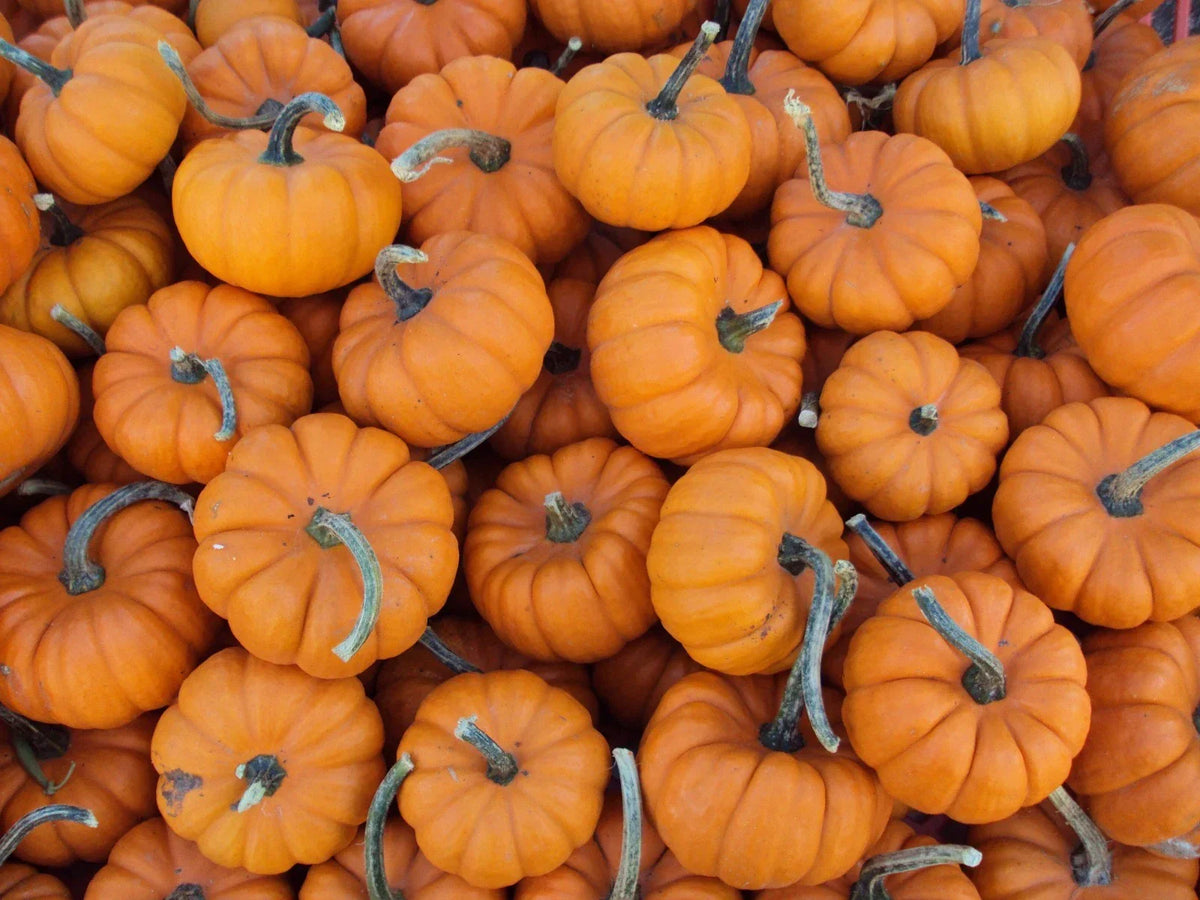 Jack Be Little Pumpkin Seeds - Fresh Seeds for Miniature Pumpkins - Cucurbita pepo - Ideal for Container Gardening