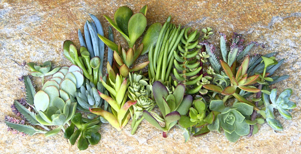 Assorted Succulent Cuttings - 25 Varieties - 1 to 2 Inch - Ideal for Planting & Crafting - Various Species
