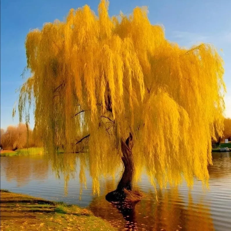 Gold Weeping Willow Tree Cuttings - 5 Pack for Bonsai or Garden - Salix babylonica 'Golden' - Vibrant Foliage & Cascading Branches