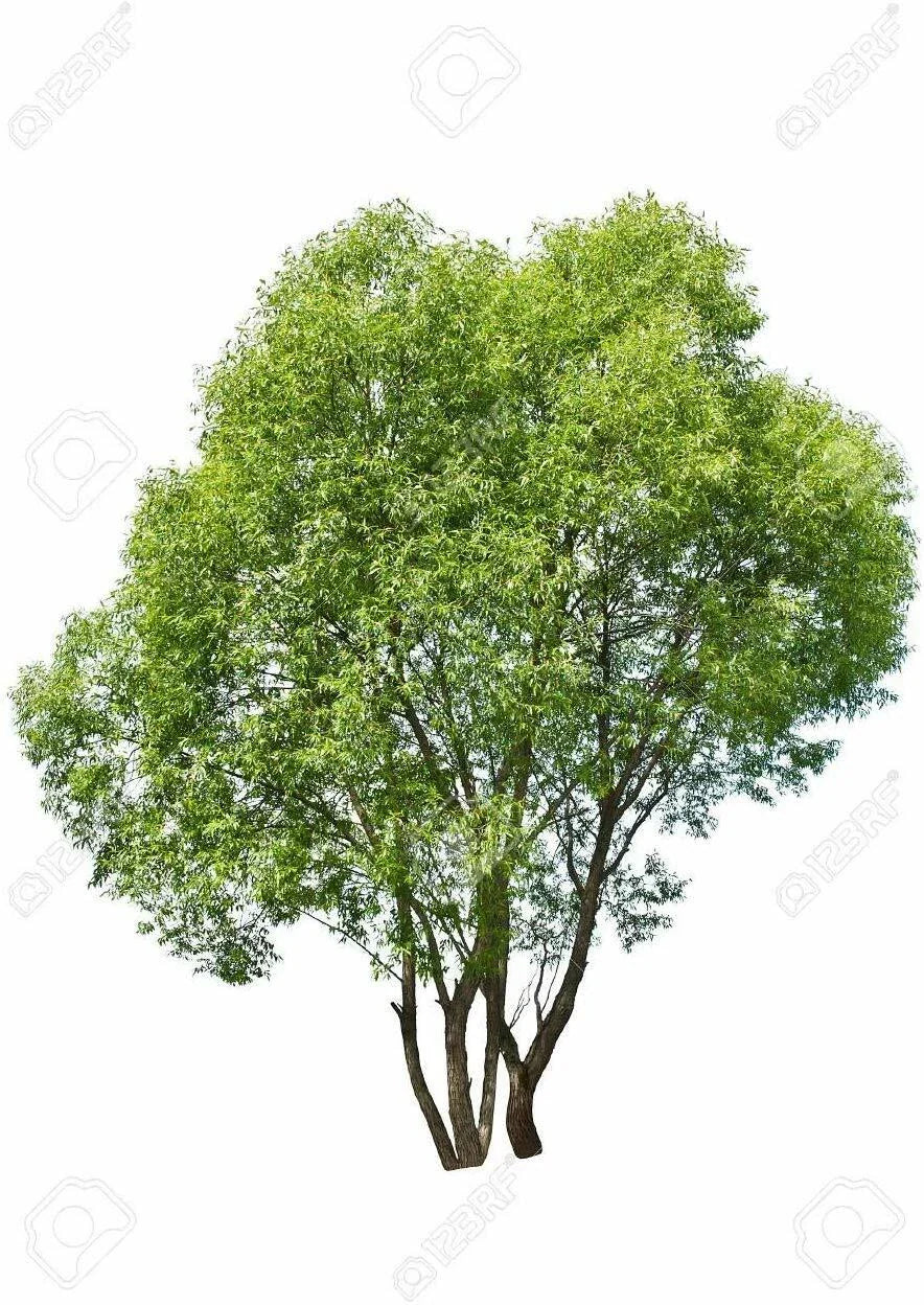 Aussie Hybrid Willow Tree Cuttings - 12 Pieces, Fast Growing Privacy & Shade, Salix spp. - Ideal for Wet Areas & Easy to Grow