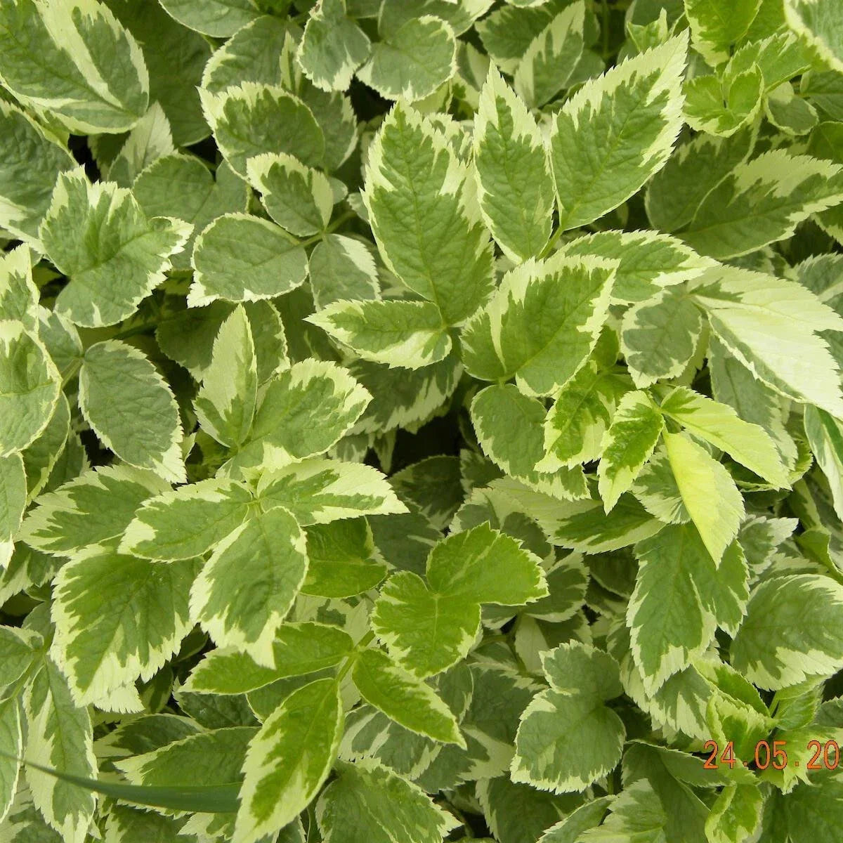 Variegated Ground Elder Live Plants Set of 2 - Aegopodium Podagraria 'Variegatum' - Deer Resistant, Low Maintenance, Zones 4-9