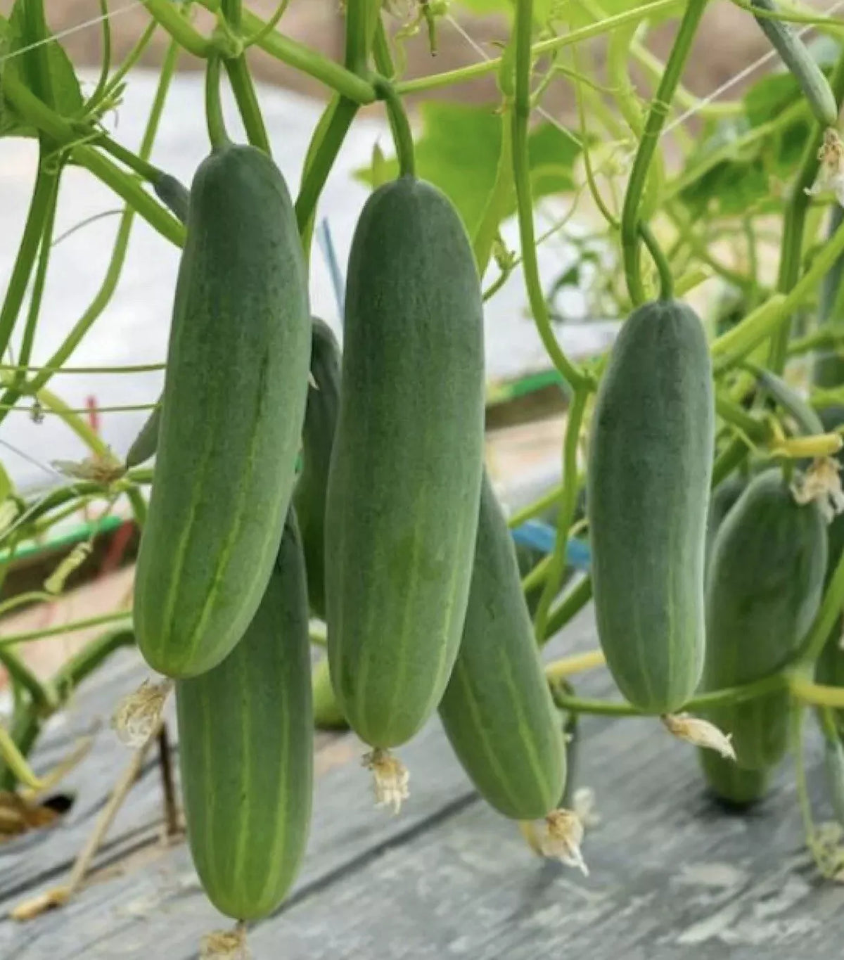 Cucumber Seeds 50+ Pack - Non-GMO Marketer Variety - Cucumis sativus for Pickling & Fresh Eating - USA Grown Vegetable Garden Seeds