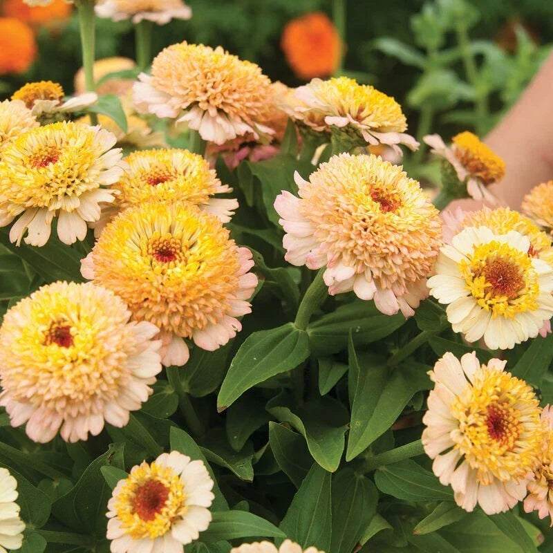 Zinderella Peach Zinnia Seeds - 100+ Pack - Zinnia elegans - Vibrant Peach Flowers for Garden Planting