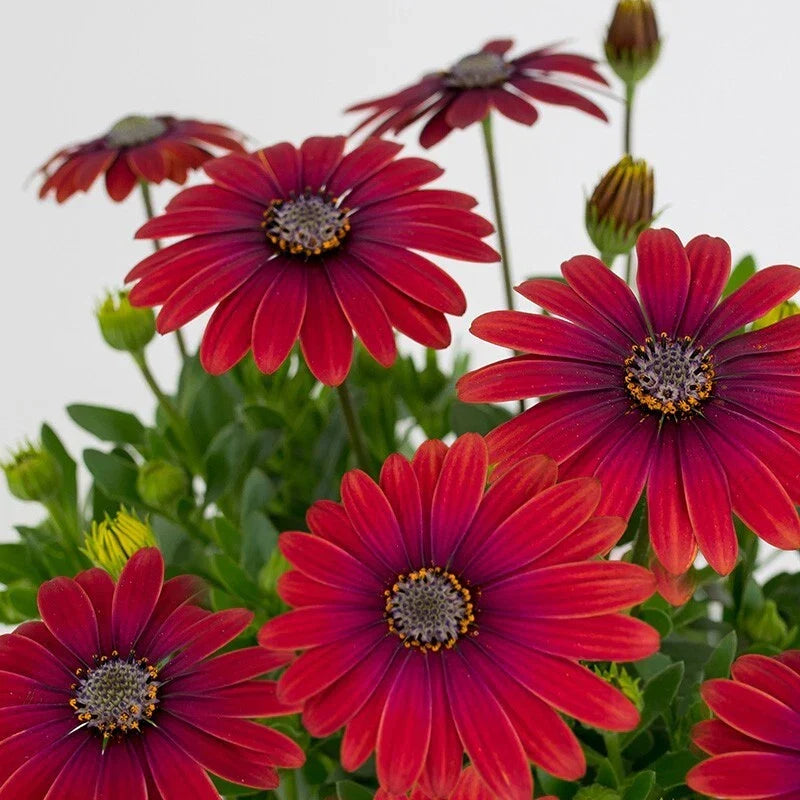 Red Cape Daisy Seeds - 200 Count - Vibrant Red Flowers - Osteospermum ecklonis - Easy to Grow, Attracts Pollinators