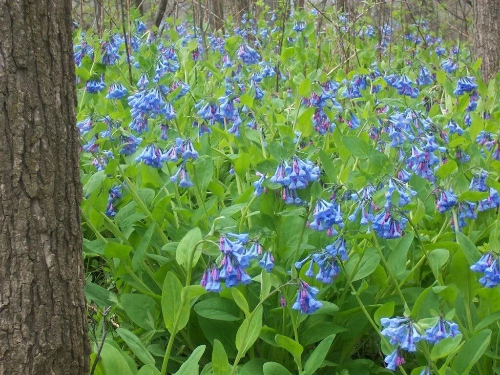 Virginia Bluebells Plant Bundle - 3 Bare-Root Perennials - Mertensia virginica - Shade-Loving, Winter Hardy for Woodland Gardens