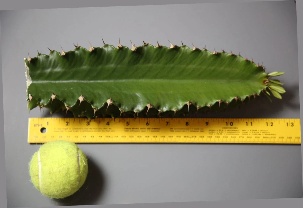 Euphorbia Ingens Cutting 1 Ft - African Milk Barrel Plant - Succulent Houseplant for Indoor/Outdoor Foliage