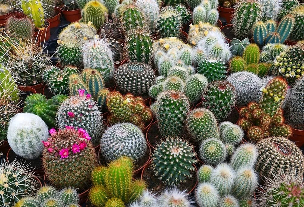 Cactus Seeds Mix - 100 Seeds - Exotic Varieties - Succulent Seeds for Planting - Various Species - Low Maintenance